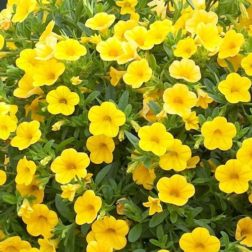 Trailing calibrachoa yellow - 6,
