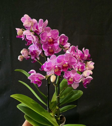 Mini phalaenopsis pink - mini, 1