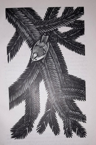 Oldham goldcrest bird print - oldham,