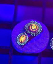 Rainbow incinerator zoa frag - rainbow,