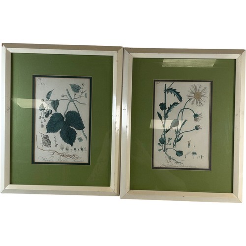 Vintage botanical art prints - botanical,