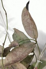 Hoya mitrata  Silver Pearl/