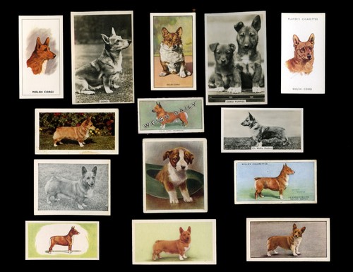 Corgi welsh dog - corgi,
