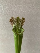 Pitcher plant sarracenia