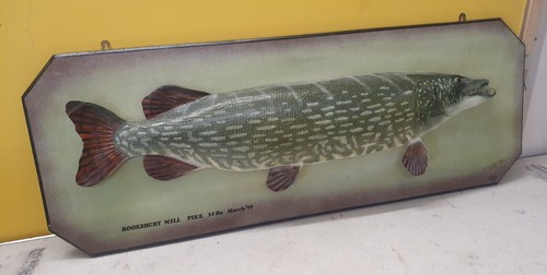 Large 32lb taxidermy pike - 32lb,