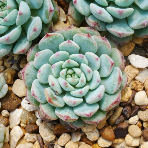 Echeveria minima 4cm plant - 4cm,