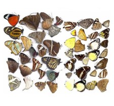 Butterflies taxidermy natural