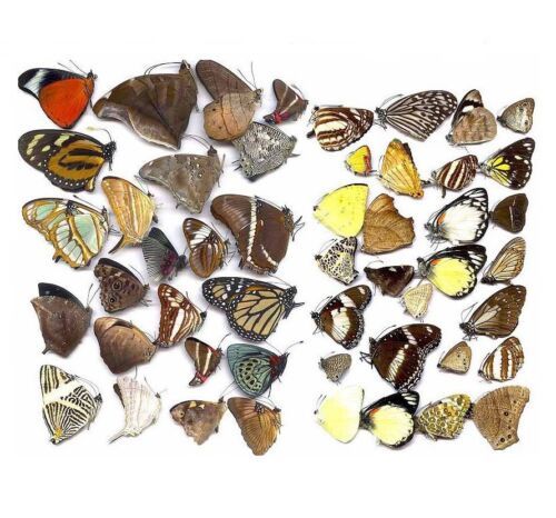 Butterflies taxidermy natural