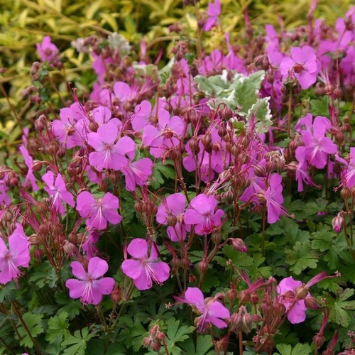 Geranium westray 5cm plug - geranium,