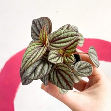 Peperomia albovittata 'Piccolo