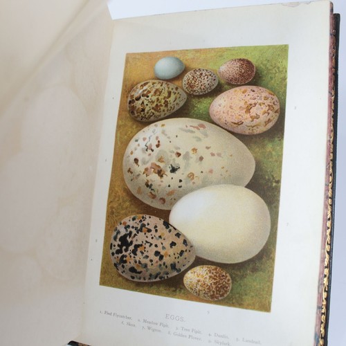 Birds nests eggs - birds, egg