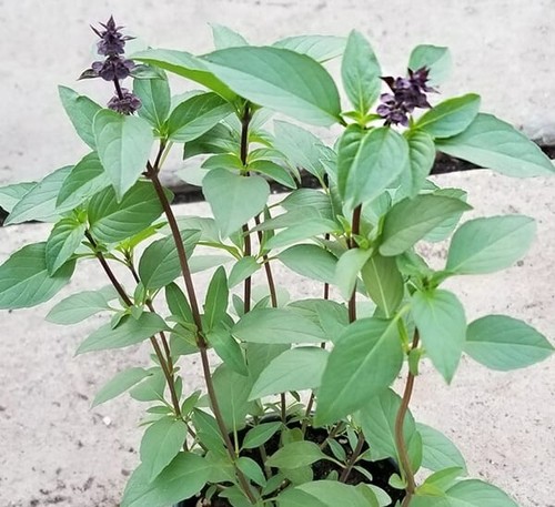 Thai sweet basil - sweet,