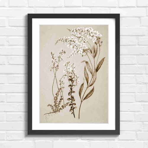 Delicate white wildflower - white,