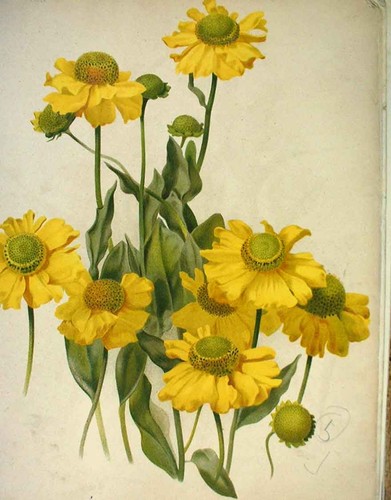 Original old antique - antique, print
