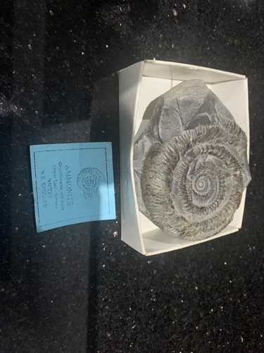 Ammonite fossil whitby - fossil,