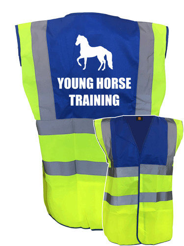 Young horse training blue - horse,
