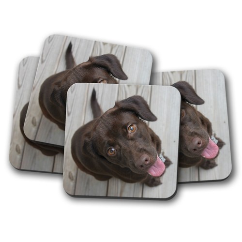 Set chocolate labrador - 4,