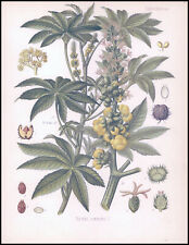 1887 Antique Print Botanical EUPHORBIACEAE RICINUS COMMUNIS (KMP-83)