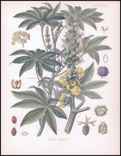 1887 antique print botanical - 1887,