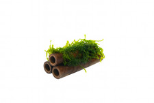 Java Moss on Bamboo Tubes