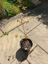 Oak Sapling pot grown outside