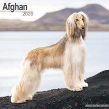 Afghan 2026 Calendar | Dog