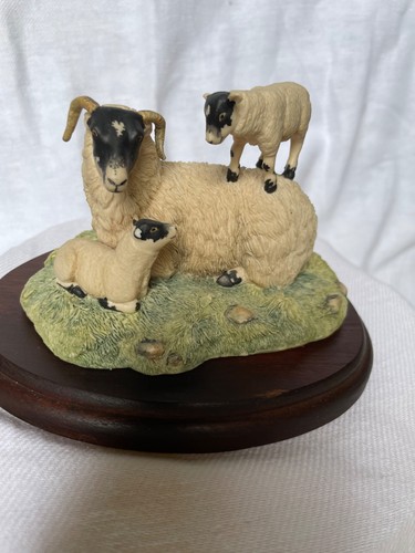 Border fine arts sheep - border, “