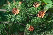 Scots Pine (Pinus sylvestris)