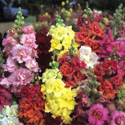 Antirrhinum snapdragon madame - snapdragon,