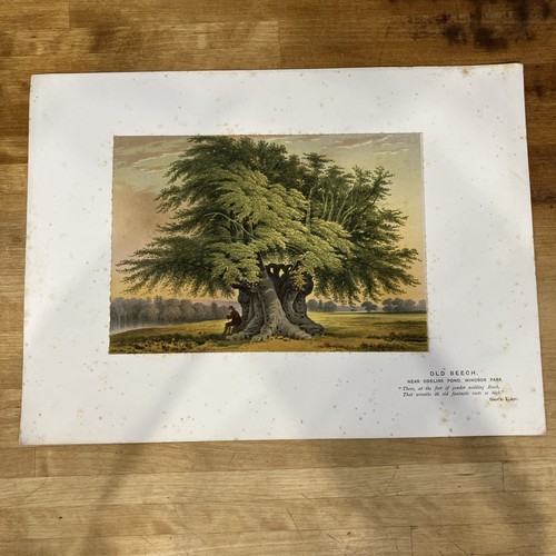 Antique book lithograph - book, print
