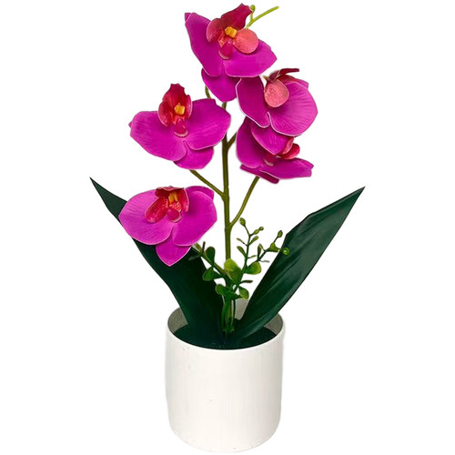 White purple pink - +,