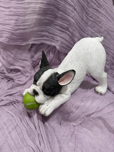 Boston terrier or - boston,