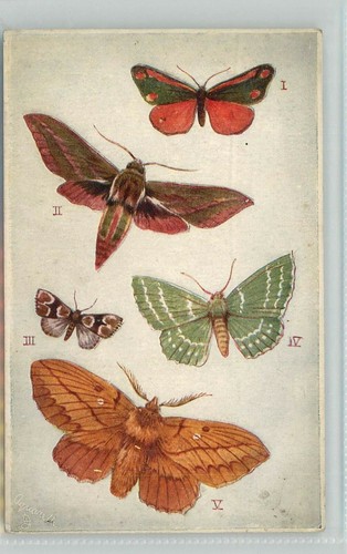 British moths drinker etc - ,