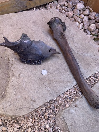Fossilized bison bone 19 - bison,, bone,