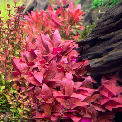 Alternanthera rosanervig red - alternanthera,