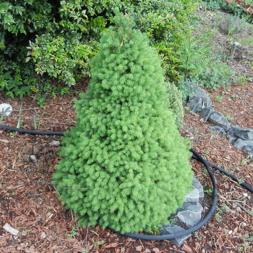 Picea glauca conica white - picea,