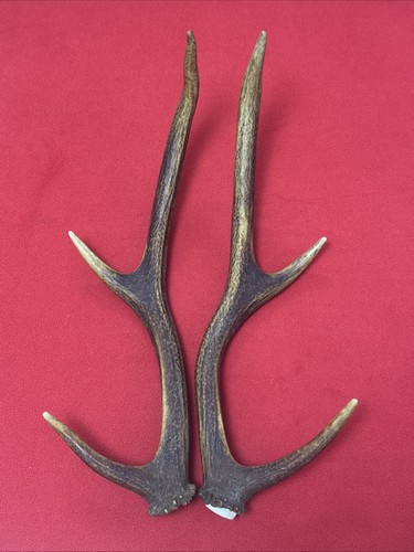 Pair red deer - of,