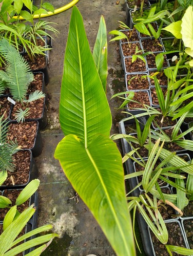 Ravenala madagascariensis 11 - ravenala,