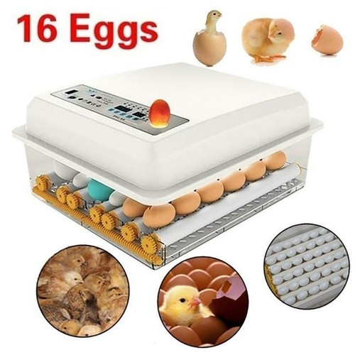 Eggs incubator temperature - incubator,