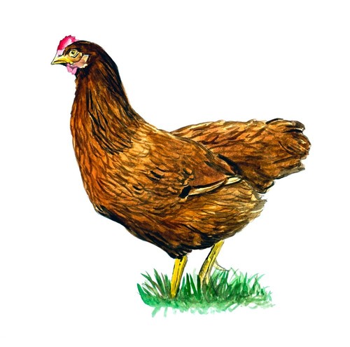 Rhode island red - red, chicken