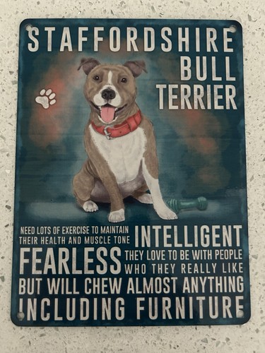 Staffordshire bull terrier - bull,