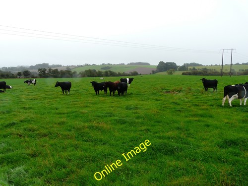 Photo 6x4 aberdeen angus - 2,
