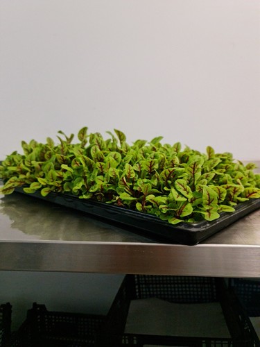 Hydroponic growing tray - hydroponic,