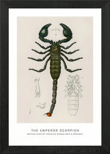 The Emperor Scorpion Framed