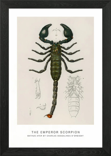 The emperor scorpion framed - the,