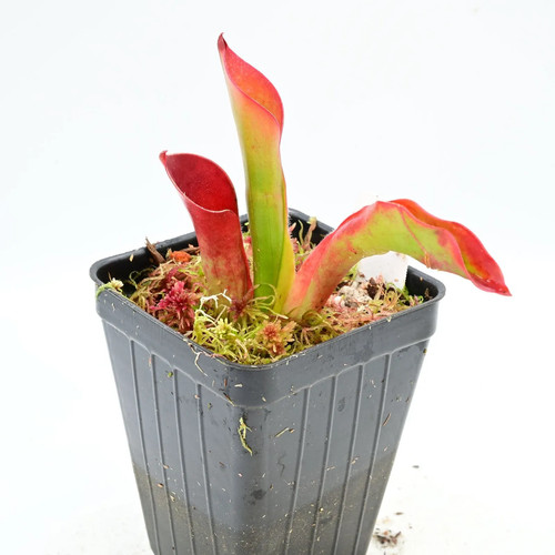 Heliamphora ceracea cerra - heliamphora,