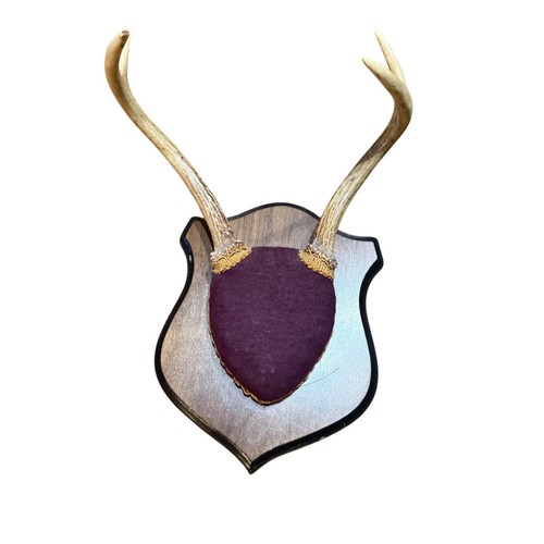 Vintage deer antler - deer, 4