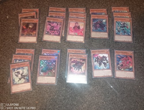 Plant black rose - plant, deck
