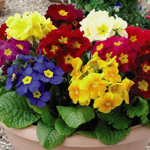 Polyanthus plugs flower garden - polyanthus,