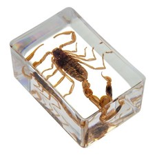 Amber Scorpion Insect Specimen